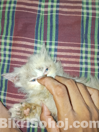 Parsiyan female kitten